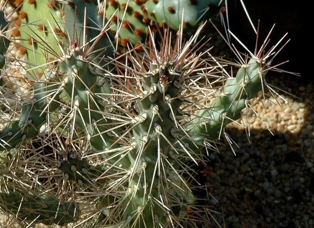 Opuntia_fulgida